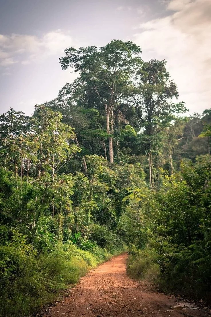 Chemin de terre bordé par la forêt