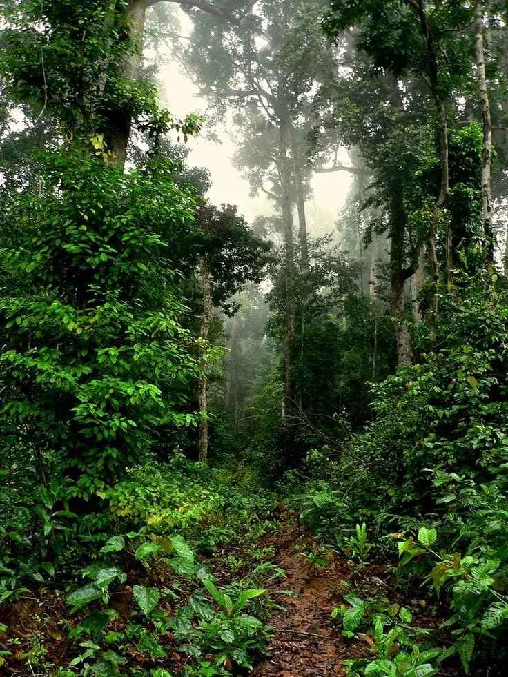 Sentier dans une forêt tropicale brumeuse